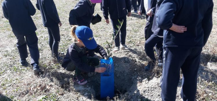 El primer ciclo de E. Primaria de La Salle Alcoi sale a repoblar la zona El primer ciclo de E. Primaria de La Salle Alcoi sale a repoblar la zona